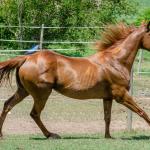 LOTE 011 - MY FIRST FLY
