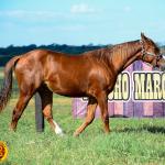 LOTE 007 - KINGS HEAVEN REY B3