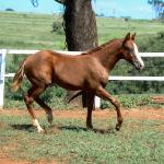 LOTE 015 - GUNNATRUCK VRA