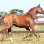 LOTE 009 - LIL PEPPY POINT