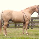 LOTE 009 - DOC BUCK