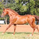 LOTE 008 - SPIRIT HANCOCK