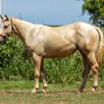 LOTE 002 - CORONA POP BOON