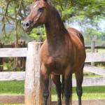 LOTE 012 - KINDA APOLLO THISTU