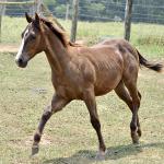 LOTE 013 - LITTLE QUEEN DUN IT