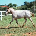 LOTE 012 - PRECIOUS BET VRA
