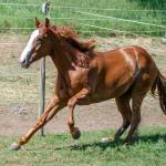 LOTE 006 - LAST BRYAN STARLIGHT