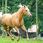 LOTE 002 - FIREWATER ICY LADY (VENTRE PARA LIVRE ACASALAMENTO)