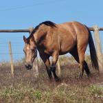 LOTE 016 - LUNA HELLUVA MISTER