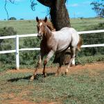 LOTE 002 - DUCATTI CAT VRA