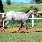 LOTE 017 - INSANE BET VRA