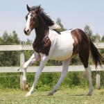 LOTE 012 - RAMBO APOLLO CODY YBJ