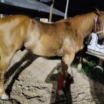 LOTE 001 - SHADY WARS HAP