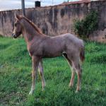 LOTE 004 - NOME A ESCOLHER (BET HESA CAT JR x LOBA SUPER REY)