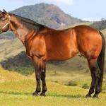 LOTE 011 - EMBRIÃO A EFETIVAR (CASTANHO RED x DAKAR TA FAME)