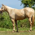 LOTE 002 - CORONA POP BOON