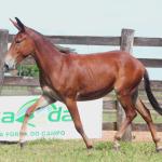 LOTE 013 - OURO FINO