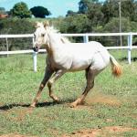 LOTE 018 - POPSANDBANGS VRA