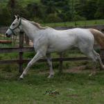 LOTE 011 - NOSEY CHEWCHEW RWS