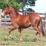 LOTE 003 - TRES PINTAS