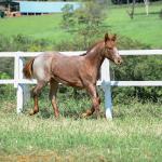 LOTE 006 - LOOK ME TWICE VRA