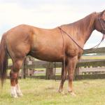 LOTE 006 - ASPEN PIVOT