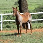 LOTE 005 - CATILLAC BET VRA