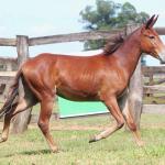 LOTE 013 - OURO FINO