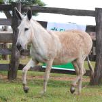LOTE 006 - MOBILETE