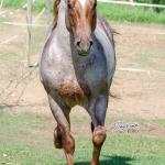 LOTE 004 - WINNIN NITRO LENA