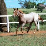 LOTE 002 - DUCATTI CAT VRA