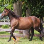 LOTE 012 - KINDA APOLLO THISTU