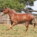 LOTE 021 - DIAMANTE