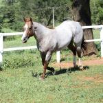 LOTE 001 - SPOTTISH