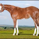 LOTE 009 - FRECKLES BOY Z