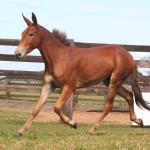 LOTE 015 - SEGREDO