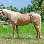 LOTE 003 - GHOST FIRE BC