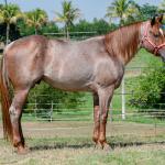 LOTE 004 - WINNIN NITRO LENA