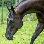 LOTE 001 - WANNA BET BC (VENTRE PARA LIVRE ACASALAMENTO)