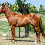 LOTE 006 - LAST BRYAN STARLIGHT