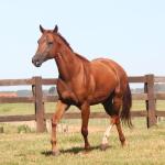 LOTE 009 - LIL PEPPY POINT