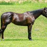 LOTE 001 - WANNA BET BC (VENTRE PARA LIVRE ACASALAMENTO)