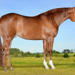 LOTE 009 - MERCURY VENCEDOR