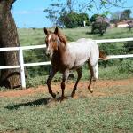 LOTE 002 - DUCATTI CAT VRA