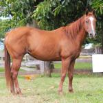 LOTE 012 - VENKA DO THISTU