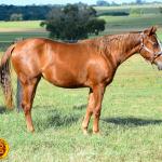 LOTE 007 - KINGS HEAVEN REY B3