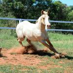 LOTE 016 - KYLE GUN VRA