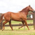 LOTE 002 - AVALON PEPPY DAN´S