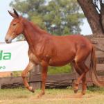 LOTE 018 - CARRAPICHO