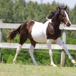 LOTE 012 - RAMBO APOLLO CODY YBJ